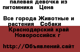 палевая девочка из питомника › Цена ­ 40 000 - Все города Животные и растения » Собаки   . Краснодарский край,Новороссийск г.